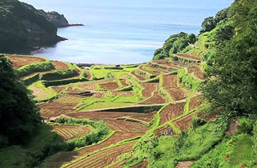 浜野浦の棚田