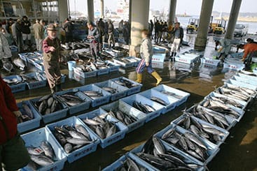 玄海灘の海の幸を大切な方へのギフトに